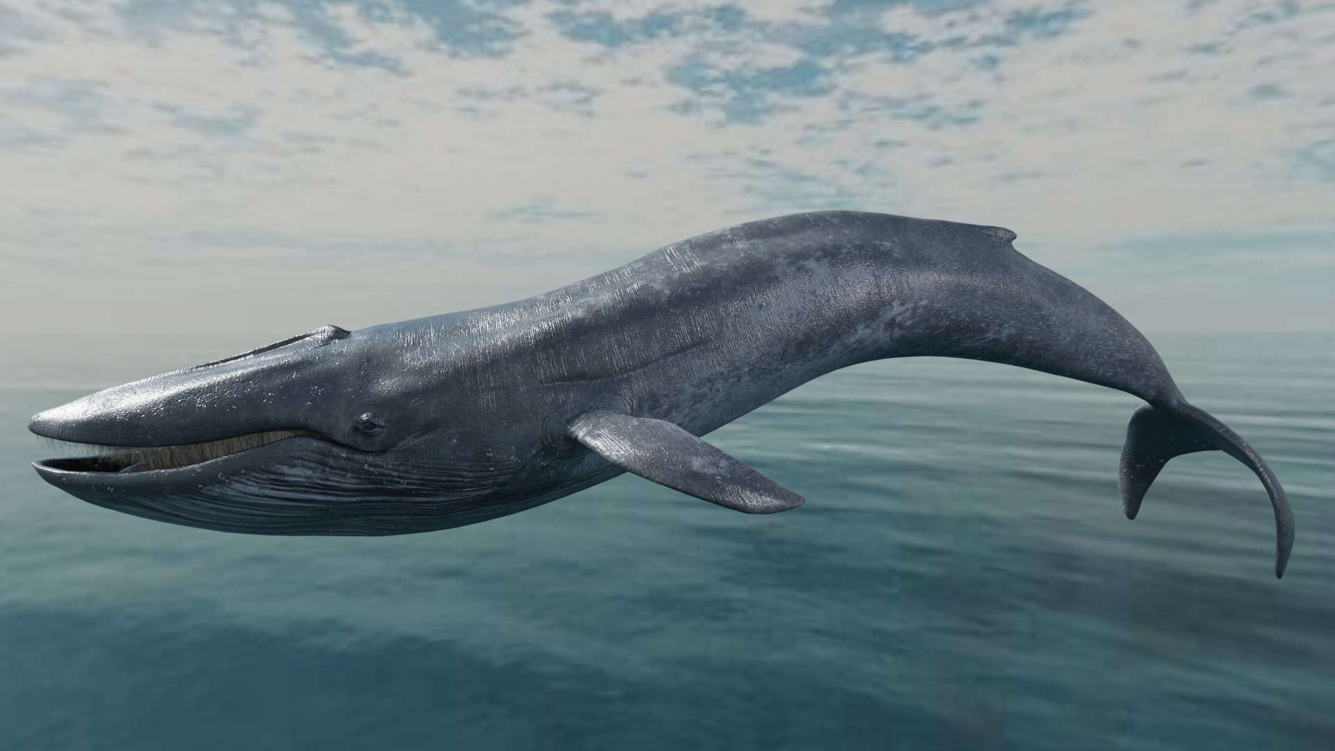 Blue Whale Variants Animated 3D https://p.turbosquid.com/ts-thumb/Wk/F3jLEb/PT/greyyy/png/1661754772/1920x1080/fit_q87/27e9faa0e1dbacceedefca49007600b91006ed3e/greyyy.jpg