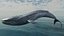 Blue Whale  Animated
