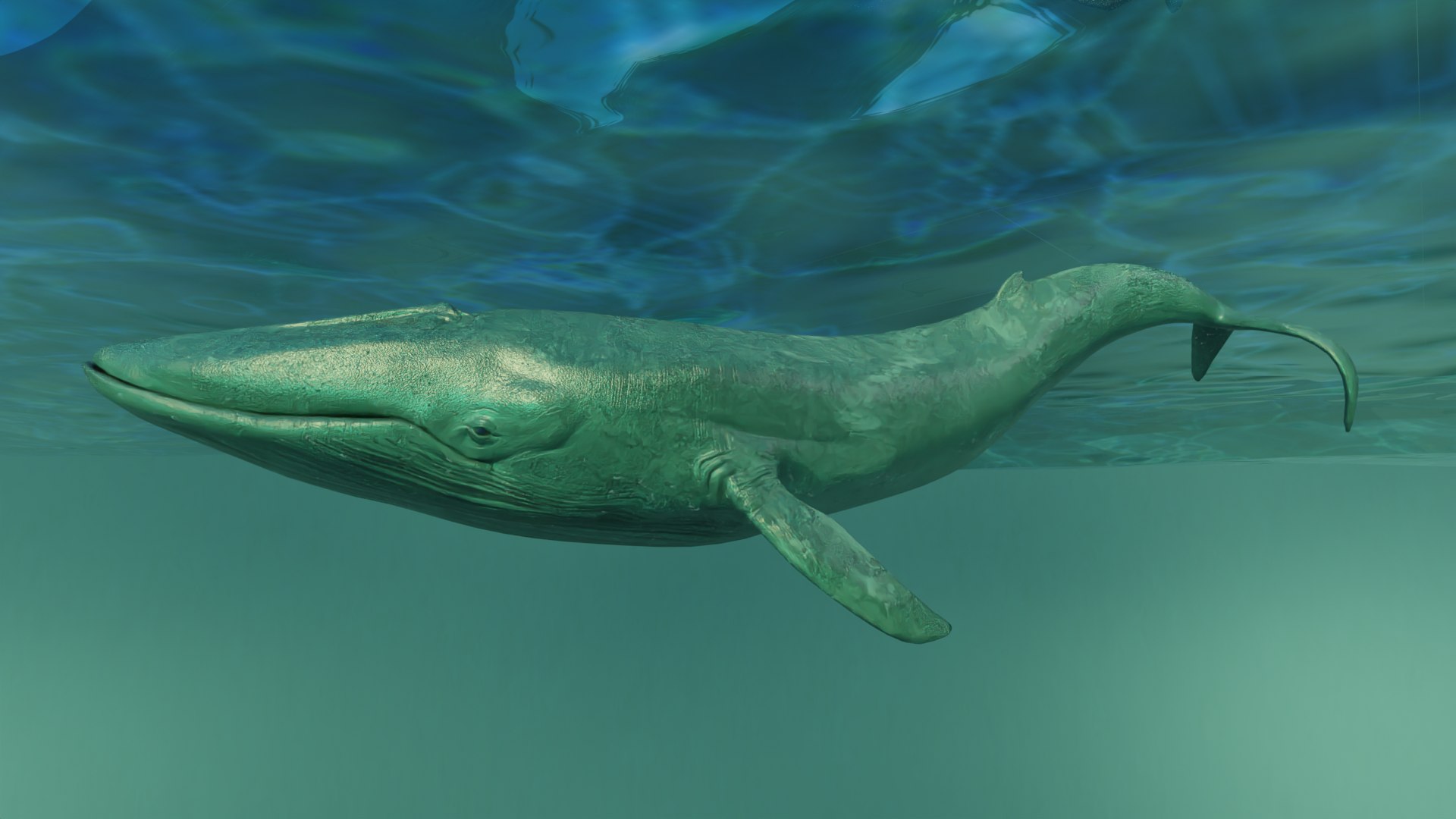 Blue Whale Variants Animated 3D - TurboSquid 1950813