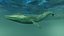 Blue Whale  Animated