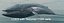 Blue Whale  Animated