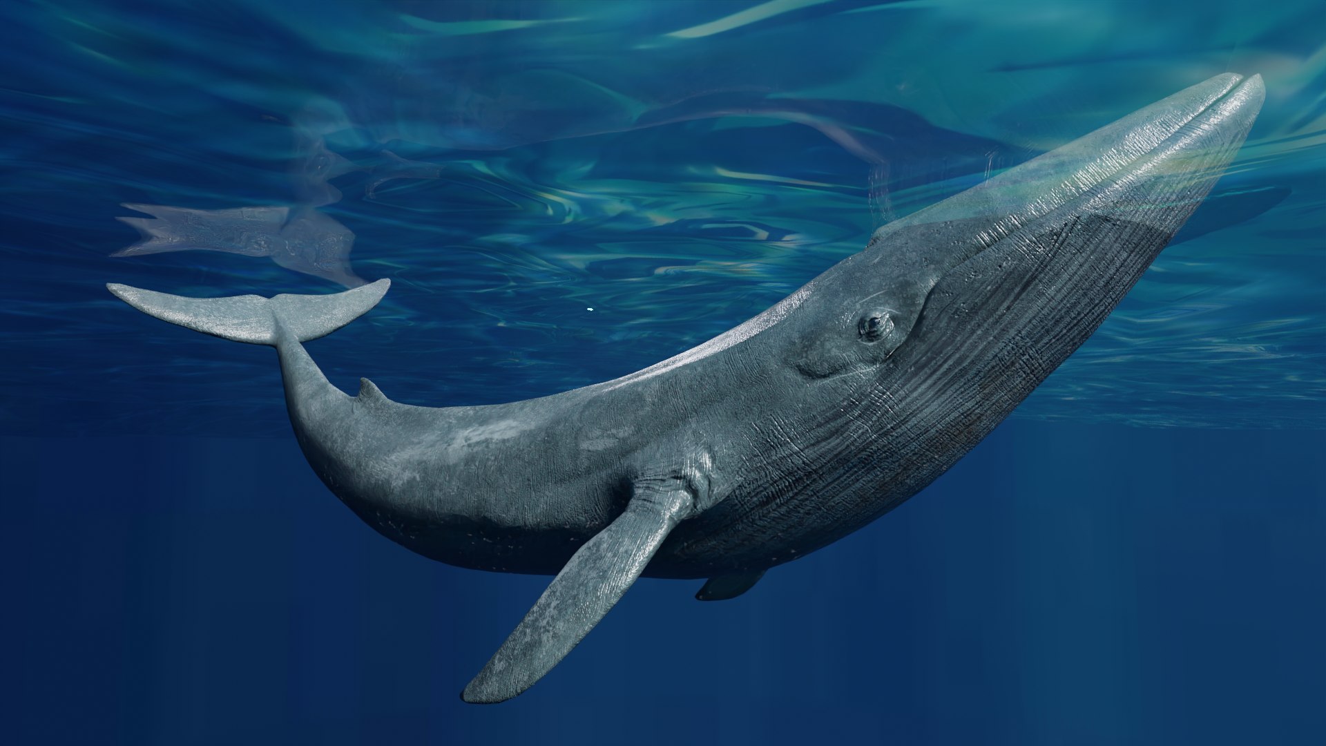 Blue Whale Variants Animated 3D - TurboSquid 1950813