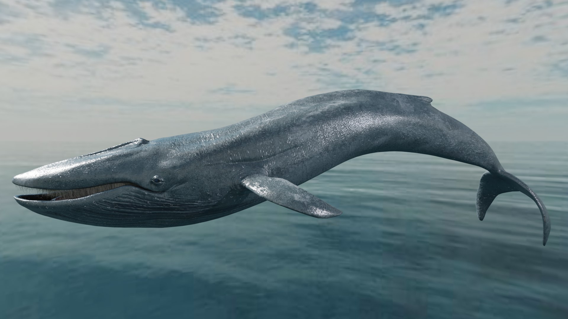 Blue Whale Variants Animated 3D https://p.turbosquid.com/ts-thumb/Wk/F3jLEb/lO/bluee/png/1661754767/1920x1080/fit_q87/21c214e89d79df75afedf56a2e9dde56a60b097c/bluee.jpg