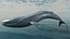 Blue Whale  Animated