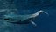 Blue Whale  Animated