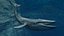 Blue Whale  Animated