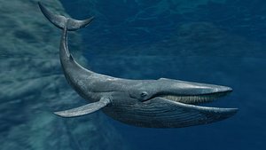 Blue Whale  Animated