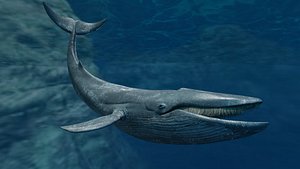 Blue Whale Animated