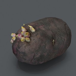 potato with sprouts