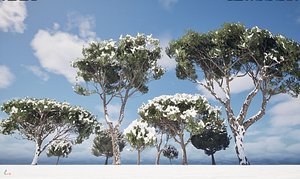 Winter Snow Plants - Pinus pinea - Stone pine