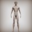 3D Anatomy normal man constructor