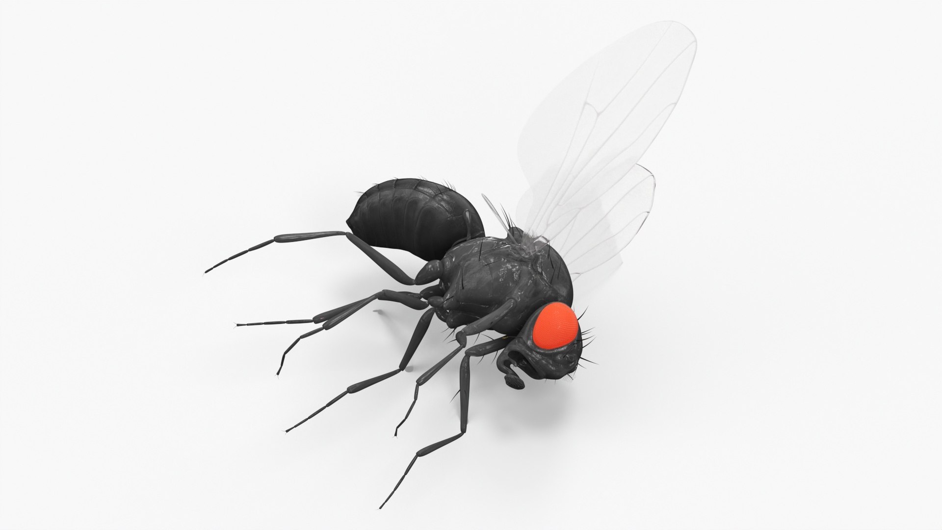 3D Vinegar Fly Dead Black https://p.turbosquid.com/ts-thumb/Wk/OzvP3K/hf/vinegar_fly_dead_black_002/jpg/1739783133/1920x1080/fit_q87/f7b4ff50d2f3ae8d27c66c2291b54ef4b33037d3/vinegar_fly_dead_black_002.jpg