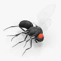Vinegar Fly Dead Black