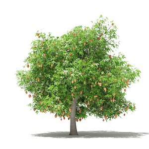 mango tree fruits 4 3D model