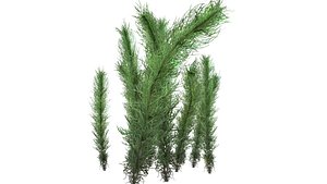 Underwater Grass Animated