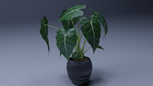 Alocasia Pot plant