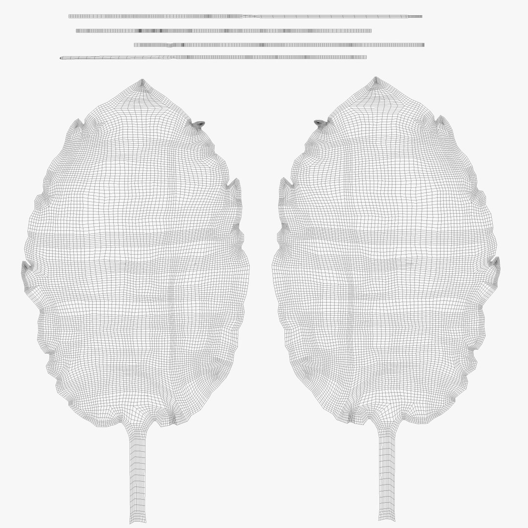 3D peppermint mint https://p.turbosquid.com/ts-thumb/Wk/imiZLu/ccPFAtdi/uv_00000/jpg/1500565779/1920x1080/fit_q87/80d8da5a54b80e51aa0c48834200bc7160bba442/uv_00000.jpg