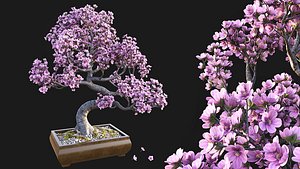 Sakura Bonsai