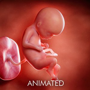 3D fetus week