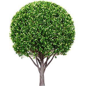 Evergreen garden tree shrub bush Boxwood
