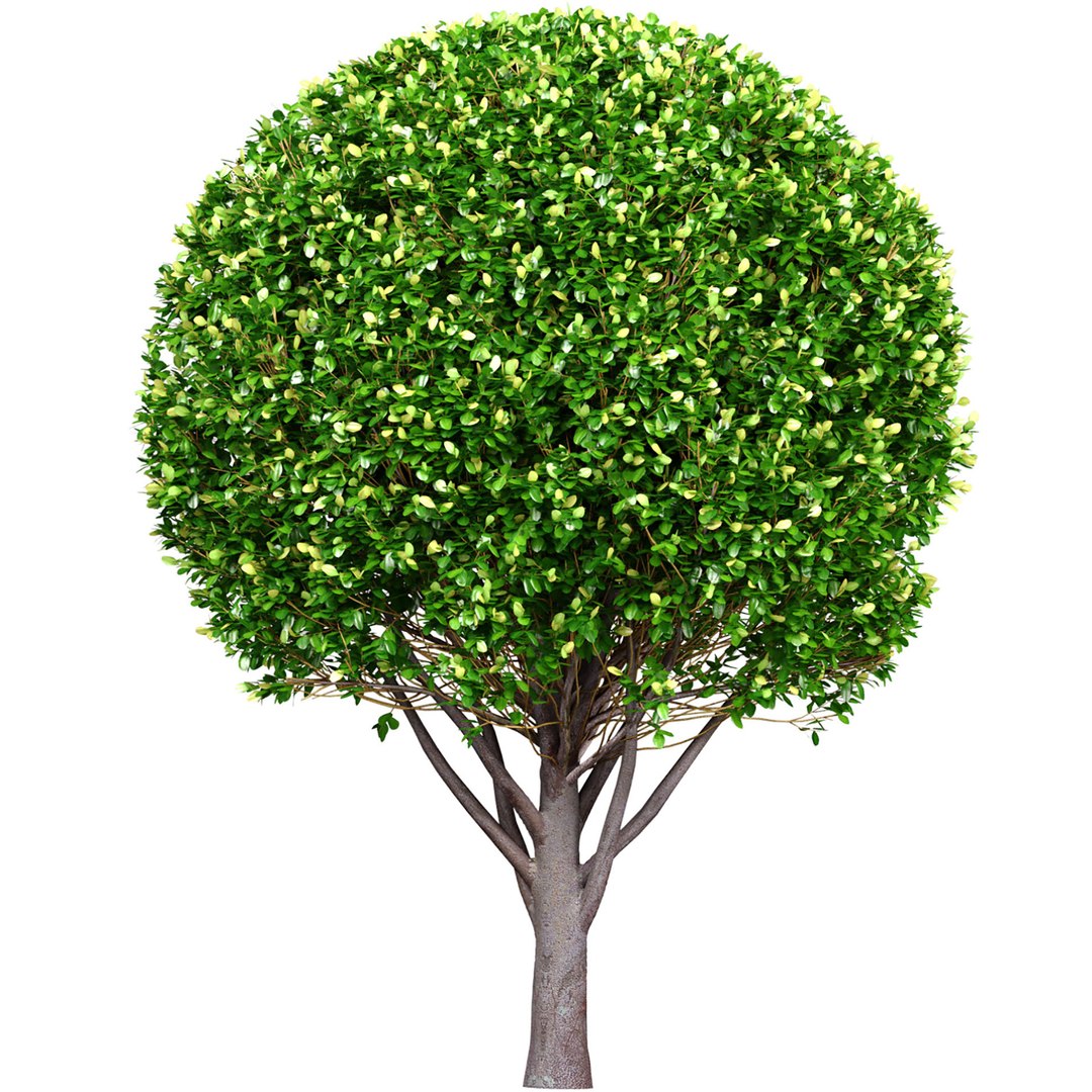 3D Evergreen garden tree shrub bush Boxwood https://p.turbosquid.com/ts-thumb/Wl/AHODfy/e2/jf3/jpg/1739430586/1920x1080/fit_q87/06466cec24cb524a42c18d6311dddba3bf7b6043/jf3.jpg