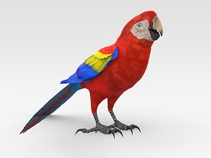 3D Scarlet Macaw model