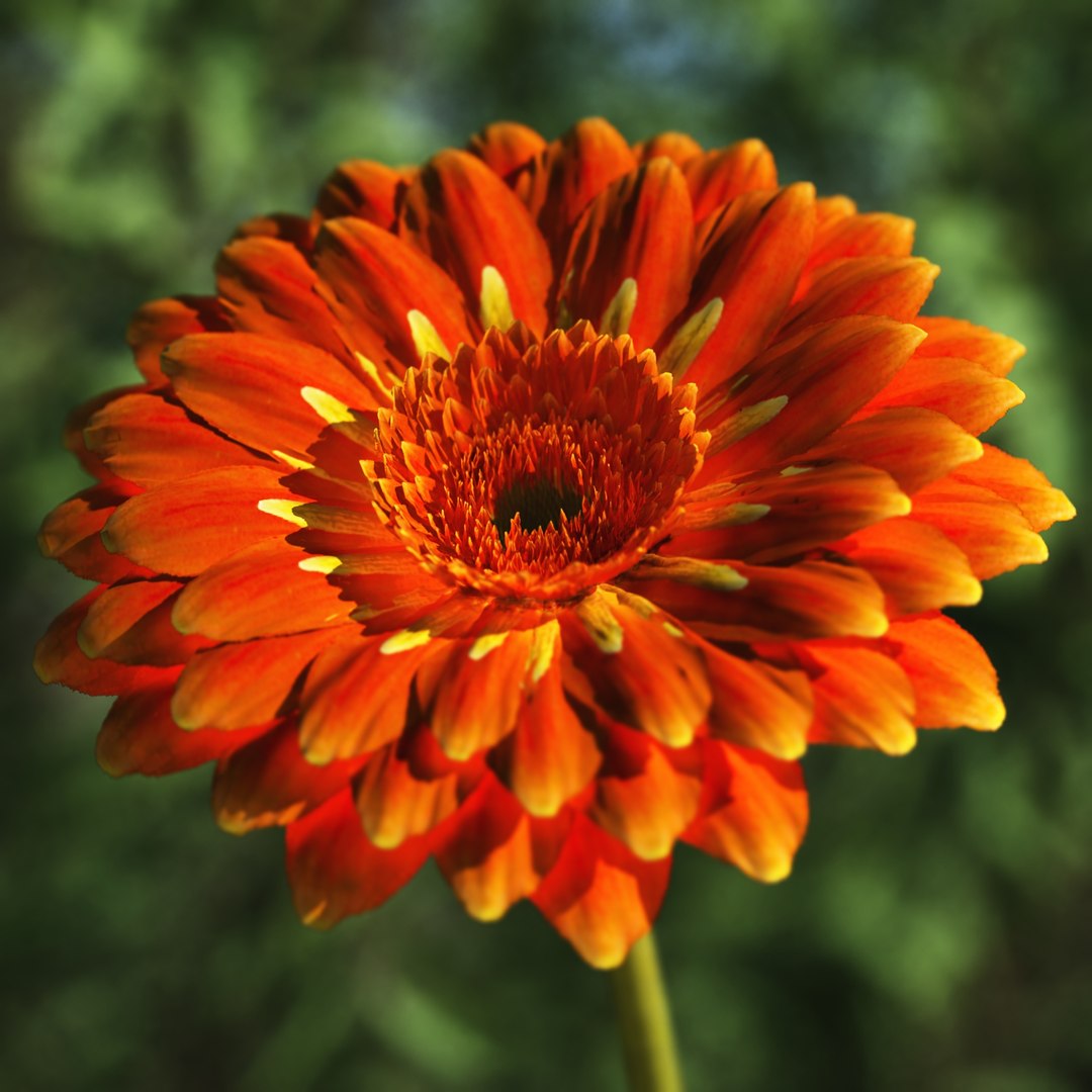 3d model flowers 2 dvd popular https://p.turbosquid.com/ts-thumb/Wl/bRvM1i/2z/xfrog53b/jpg/1617132269/1920x1080/fit_q87/6ebbf255479b81b5abe82b16c1b98fa0092949dd/xfrog53b.jpg
