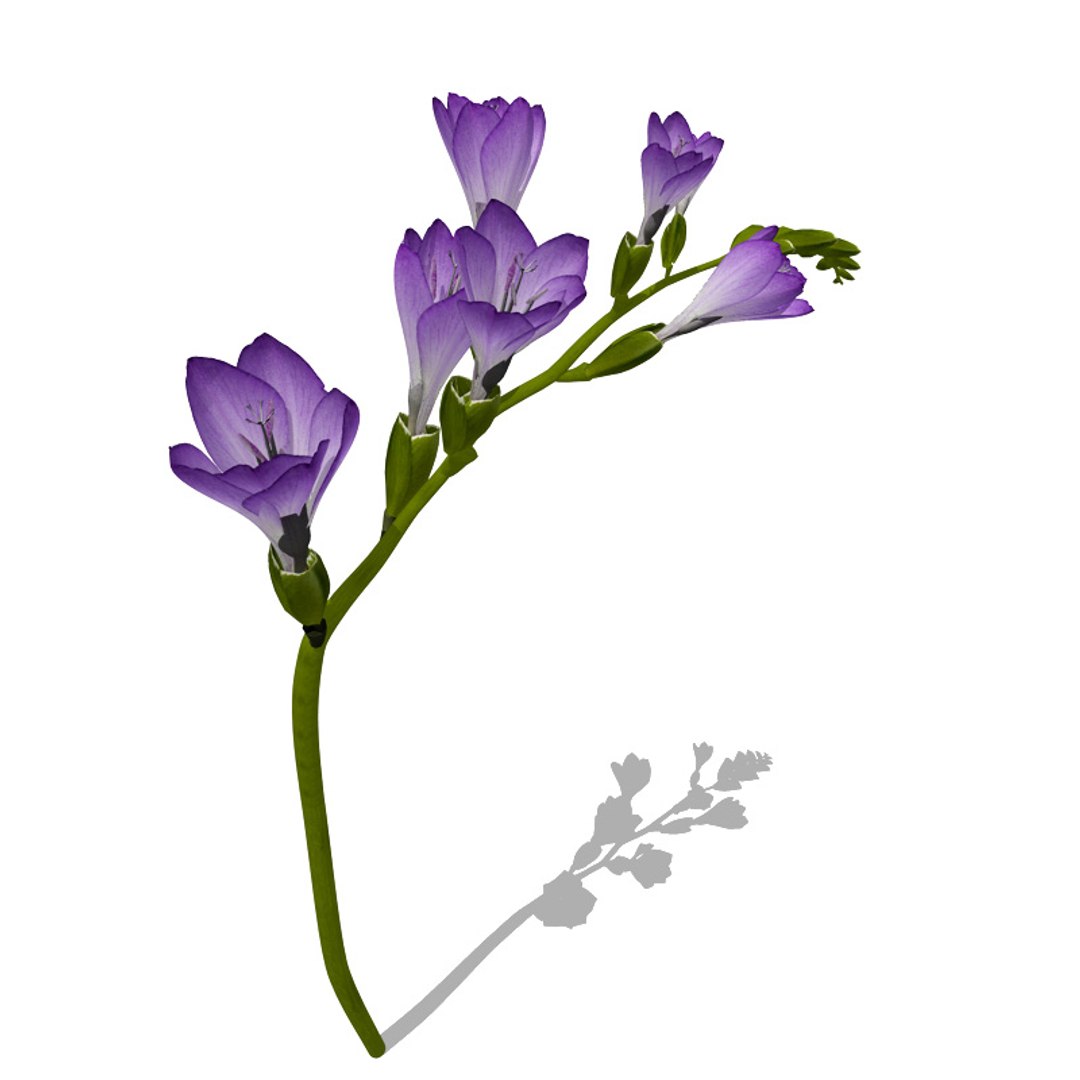 3d model flowers 2 dvd popular https://p.turbosquid.com/ts-thumb/Wl/bRvM1i/7PSsdjgD/fl31freesia2/jpg/1462491646/1920x1080/fit_q87/be33ec06b56c810c0c6879d73e24073468c87cc7/fl31freesia2.jpg