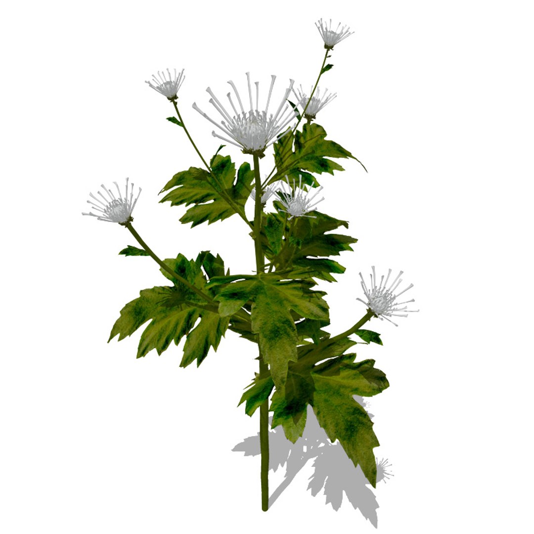 3d model flowers 2 dvd popular https://p.turbosquid.com/ts-thumb/Wl/bRvM1i/EVHCrLyy/fl25floristschrysanthemum2/jpg/1462491645/1920x1080/fit_q87/f63370b5091f86e91e9362cdeb0697ecf6fb2b3b/fl25floristschrysanthemum2.jpg