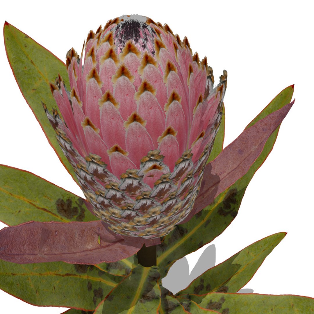 3d model flowers 2 dvd popular https://p.turbosquid.com/ts-thumb/Wl/bRvM1i/FET529H1/fl40kingprotea1detail/jpg/1462491646/1920x1080/fit_q87/b8300213f8f0b45e15239a631cc4687fb02db07a/fl40kingprotea1detail.jpg
