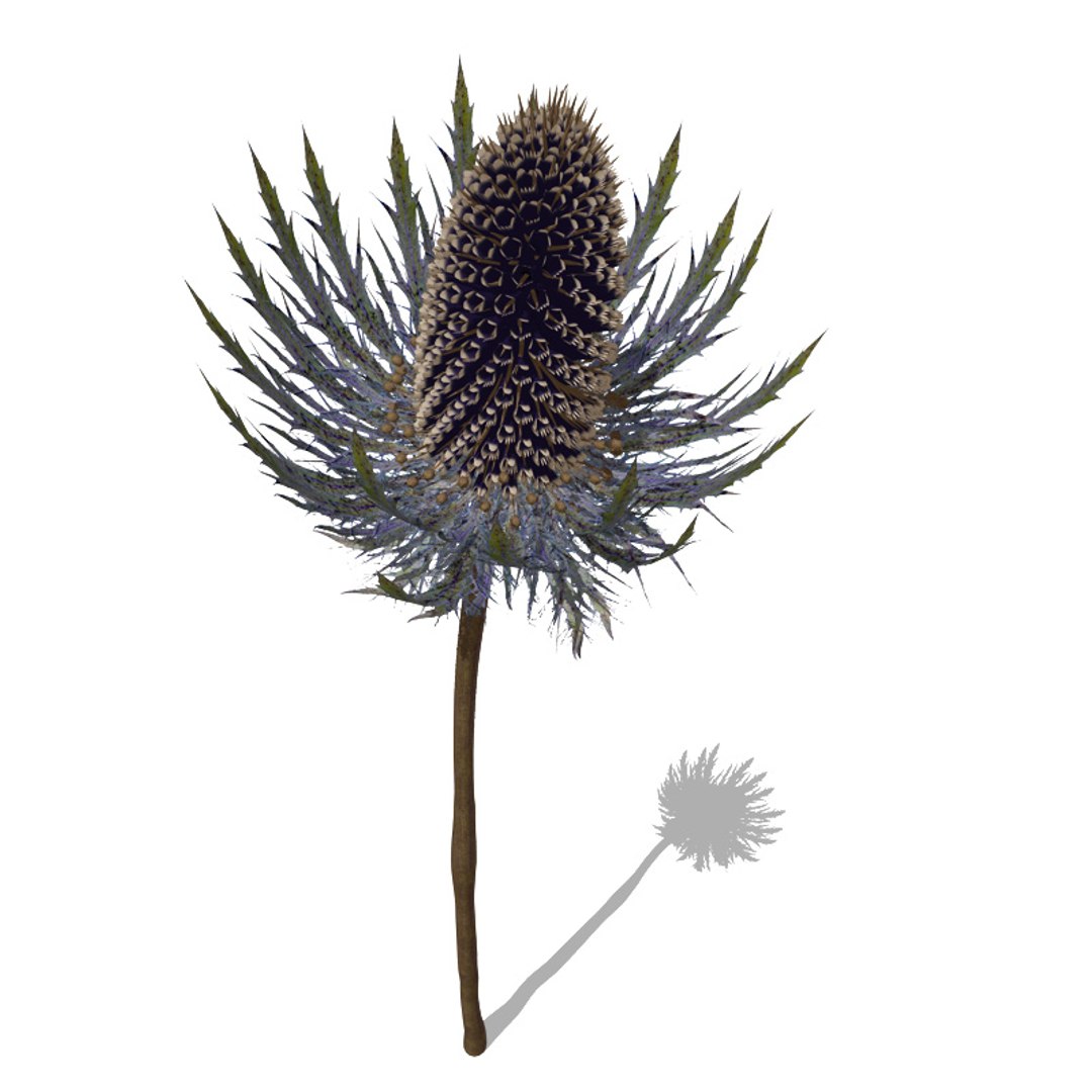 3d model flowers 2 dvd popular https://p.turbosquid.com/ts-thumb/Wl/bRvM1i/J6VJTuqm/fl26seaholly2/jpg/1462491645/1920x1080/fit_q87/4dfac22c1a3d85907c6d5a1f1ea0f366acc56398/fl26seaholly2.jpg