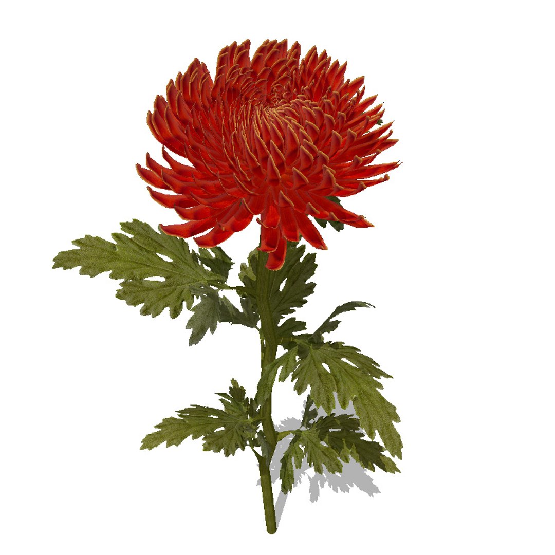3d model flowers 2 dvd popular https://p.turbosquid.com/ts-thumb/Wl/bRvM1i/Nu0Sv6Dm/fl24pomponchrysanthemum4/jpg/1462491645/1920x1080/fit_q87/b93ef9447a5a8135f9e4530e7308c1e0892c3ba9/fl24pomponchrysanthemum4.jpg