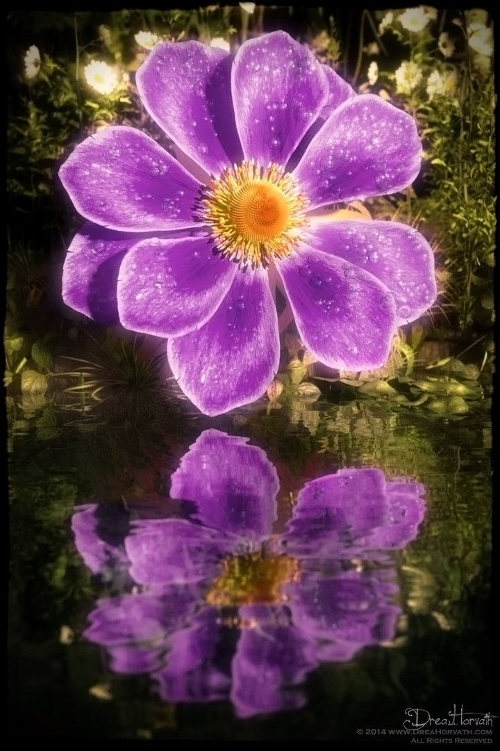 3d model flowers 2 dvd popular https://p.turbosquid.com/ts-thumb/Wl/bRvM1i/Qd/blooming_large2/jpg/1617132270/1920x1080/fit_q87/8ac65fa7c55eae8c4f353d03abaeda5f387fb675/blooming_large2.jpg