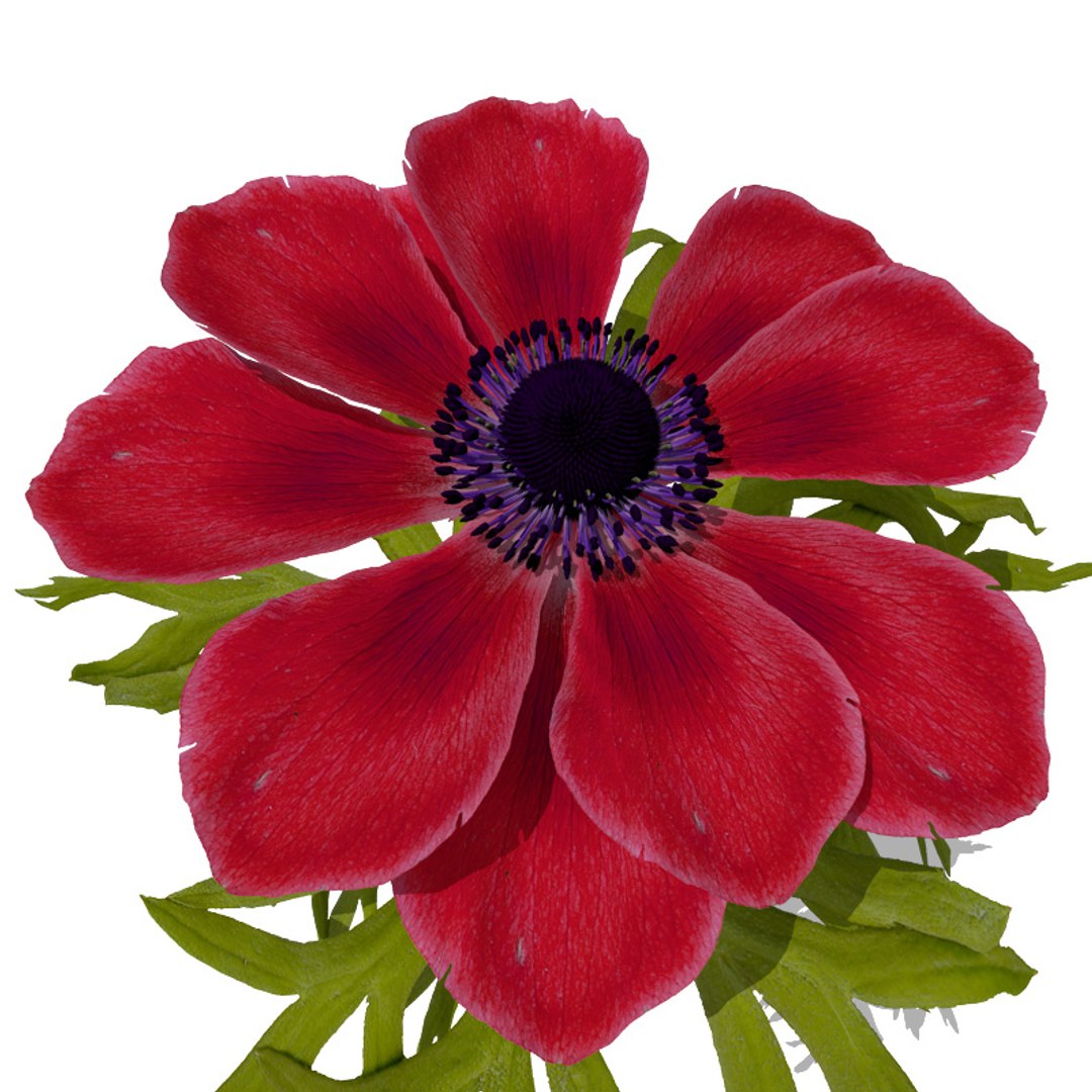 3d model flowers 2 dvd popular https://p.turbosquid.com/ts-thumb/Wl/bRvM1i/SWu7MpMz/fl22poppyanemone3detail/jpg/1462491645/1920x1080/fit_q87/ff573829e0f41a27246bd6f55d9f760769ef8f06/fl22poppyanemone3detail.jpg