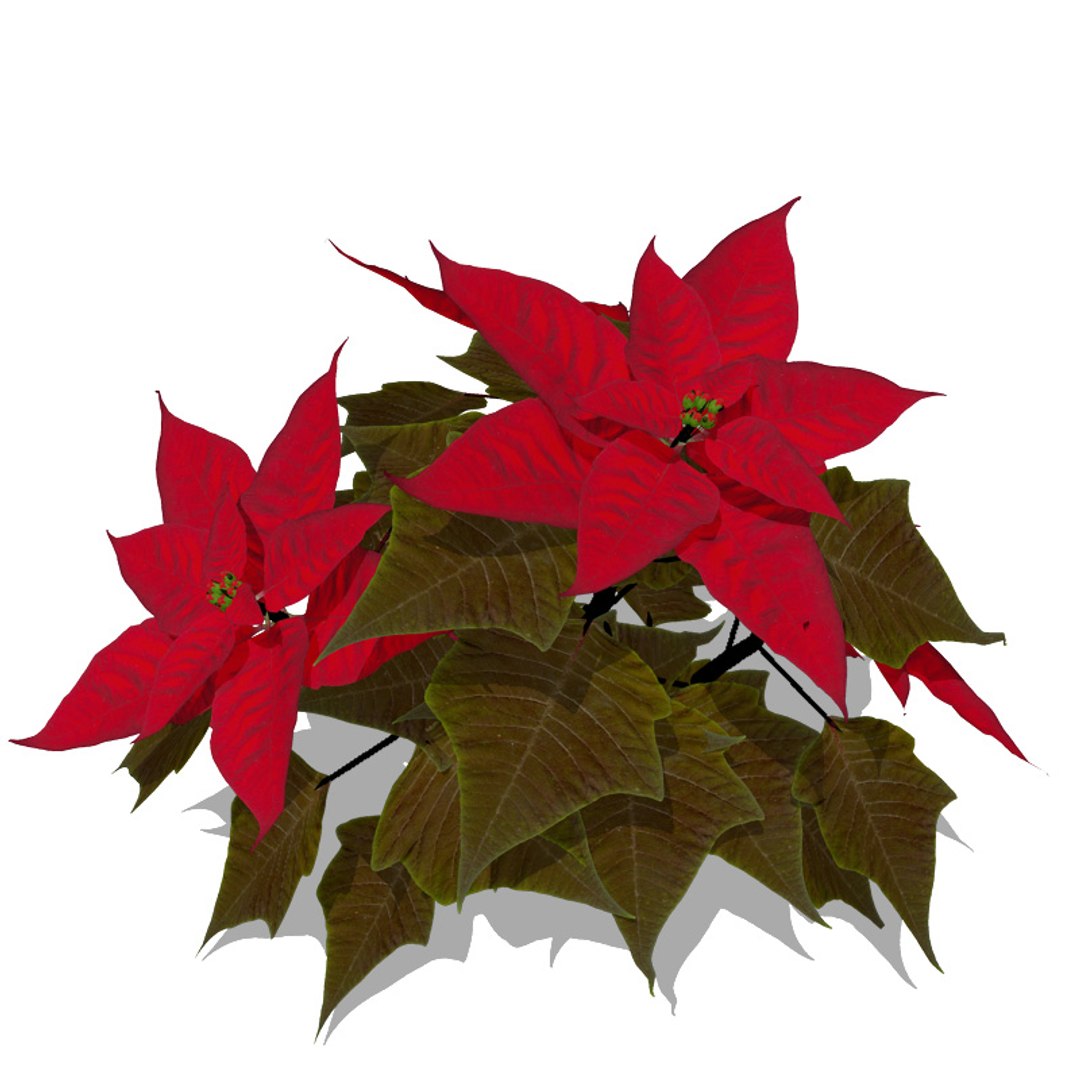 3d model flowers 2 dvd popular https://p.turbosquid.com/ts-thumb/Wl/bRvM1i/jhCzQl6t/fl29poinsettia3/jpg/1462491646/1920x1080/fit_q87/8792d9e76ebb69867acf51248a901a1710c229fb/fl29poinsettia3.jpg