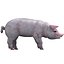 PIG 모델 조작 됨