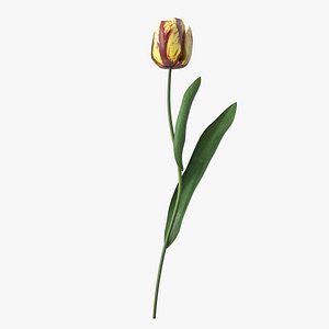 3D Banja Luka Tulip Flower