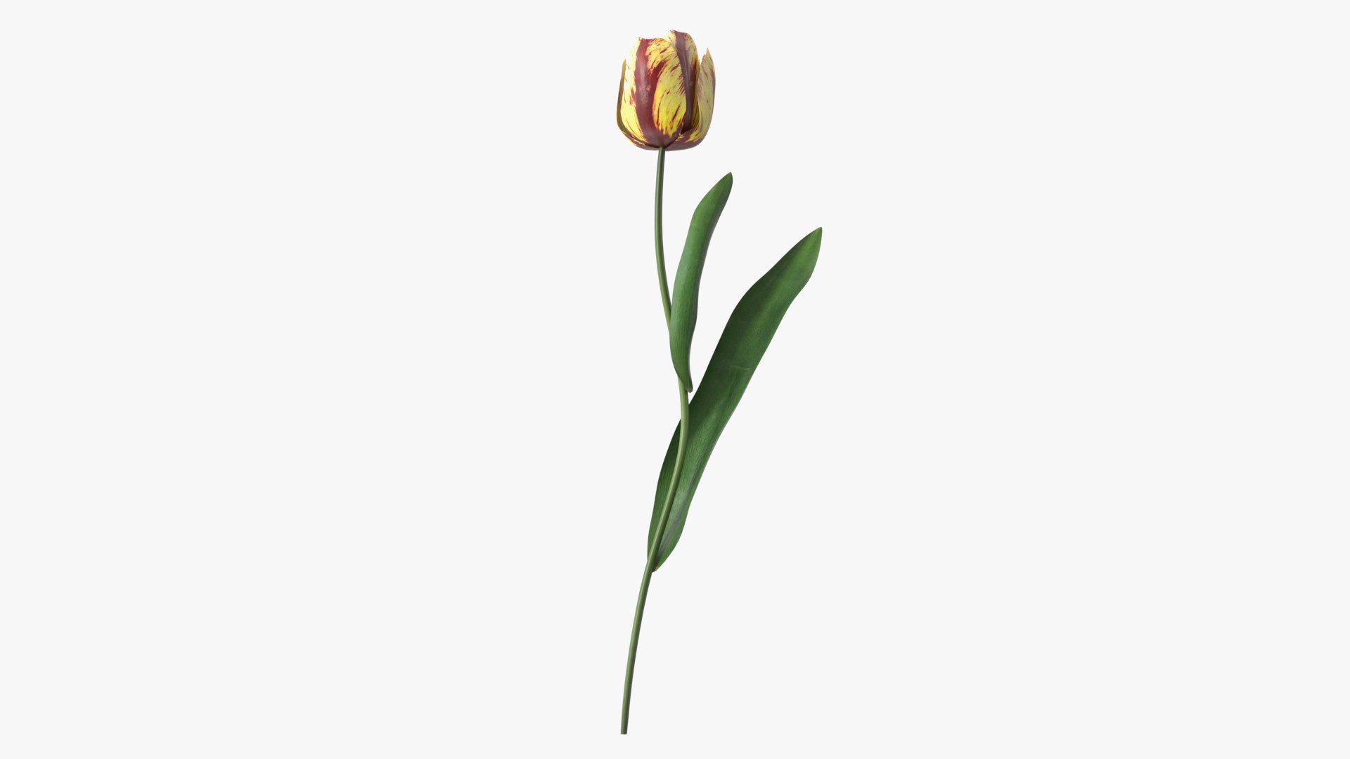 Banja Luka Tulip Flower 3D model preview