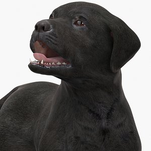 3D Labrador Retriever Puppy Black Rigged for Maya