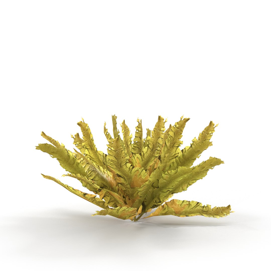 Seaweed Yellow V2 Model - TurboSquid 1812294