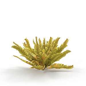 Seaweed Yellow V2