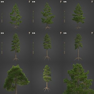2021 PBR Lodgepole Pine Collection - Pinus Contorta 3D