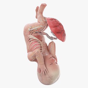 3D model Fetus Anatomy Week 42 Animated