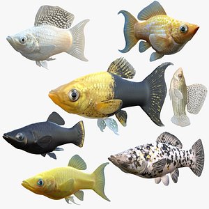 Molly Fish Collection