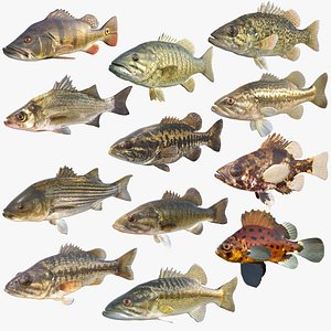 3D model Bass Fish Collection 1-12