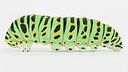 Old World Swallowtail Caterpillar