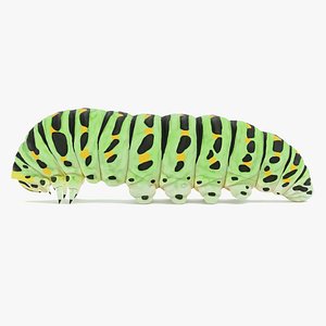 old world swallowtail caterpillar model