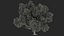 Tabebuia Avellanedae Tree