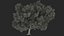Tabebuia Avellanedae Tree