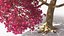 Tabebuia Avellanedae Tree